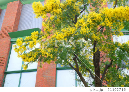 晴海トリトンスクエアのミモザ(3月)東京都中央区 晴海トリトンスクエアのミモザ(3月)東京都中央区 21102716