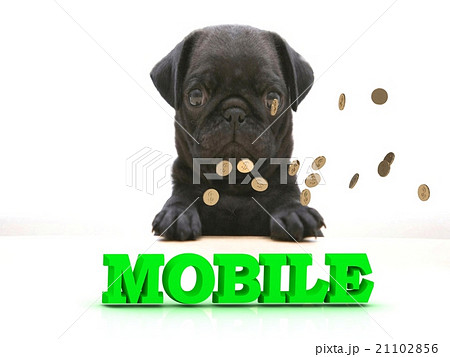 MOBILE Bright word, Blackenning dog sort pug, MOBILE Bright word, Blackenning dog sort pug, 21102856