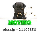 MOVING  Bright word, Blackenning dog sort pug,  21102858
