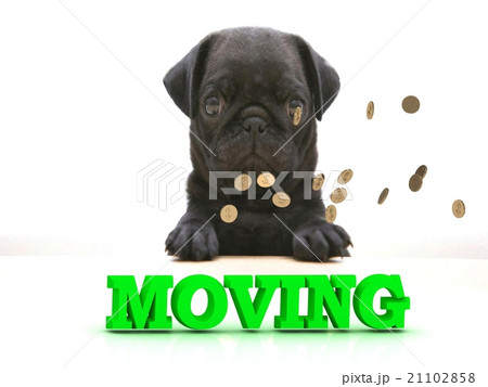 MOVING Bright word, Blackenning dog sort pug, MOVING Bright word, Blackenning dog sort pug, 21102858