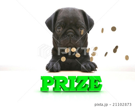 PRIZE Bright word, Blackenning dog sort pug, PRIZE Bright word, Blackenning dog sort pug, 21102873