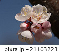 大寒桜の花 21103223