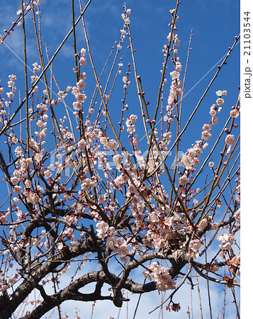 梅（とや出の鷹) 21103544