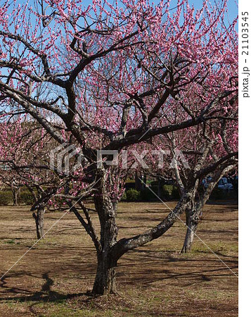 梅の花(更紗錦) 梅の花(更紗錦) 21103545