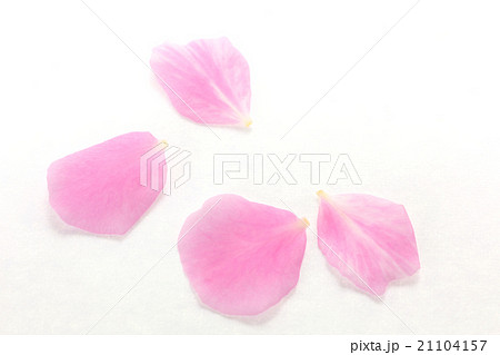 枝垂れ梅の花びら 21104157