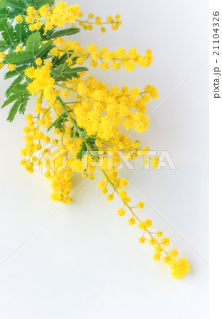 ミモザの写真素材