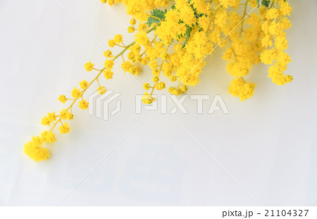 ミモザ 21104327