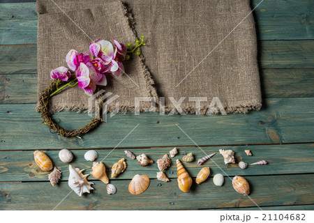 sea shells 21104682