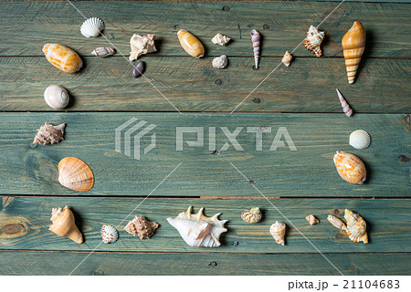 sea shells 21104683