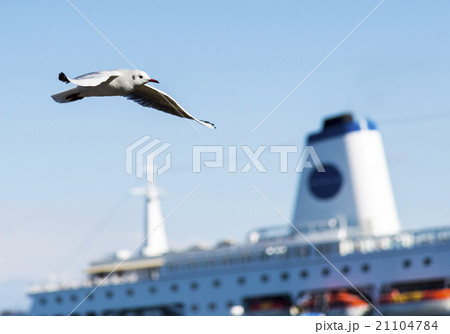 seagull bird in yokohama seagull bird in yokohama 21104784