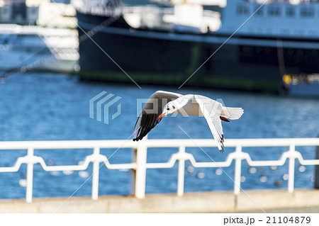 seagull bird in yokohama 21104879