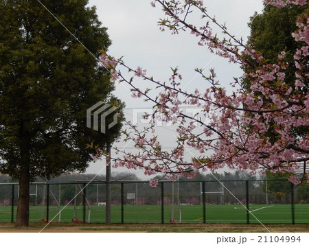 河津桜とグラウンド 河津桜とグラウンド 21104994