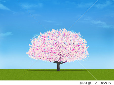 桜の木 21105915
