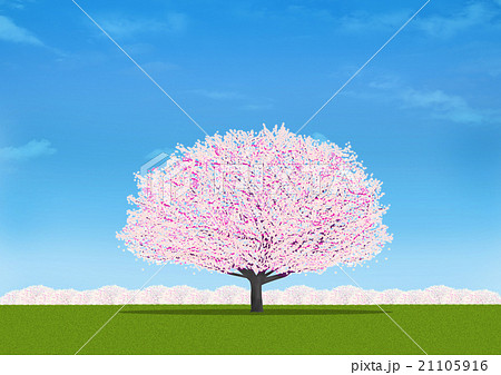 桜の木 21105916