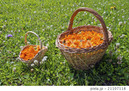baskets full of calendula blossoms in the meadow 21107118