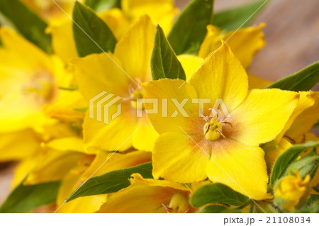 ellow flowers Lysimachia punctata macro horizontal 21108034