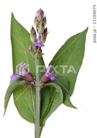 Flowering Salvia close up isolated on white Flowering Salvia close up isolated on white 21108074