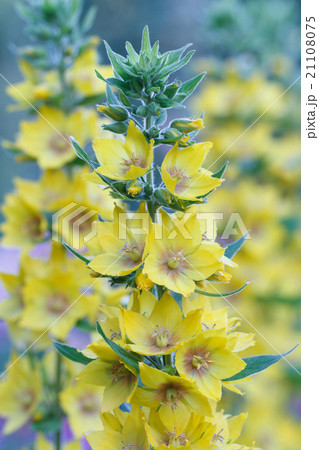 Yellow loosestrife flowers closeup in the garden 21108075