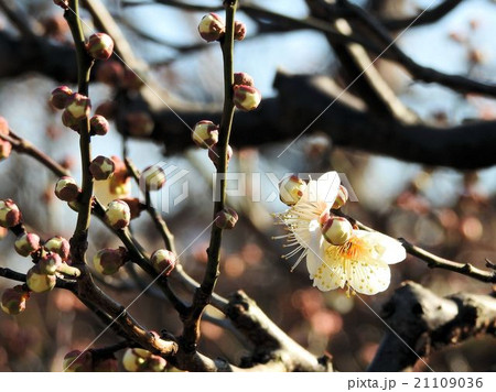 ウメ／向島百花園 21109036
