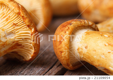 texture yellow chanterelle mushrooms 21109054