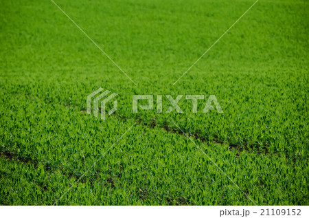 Green grass field background Green grass field background 21109152