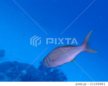 パラオで出会った食べると美味しそうな魚 パラオで出会った食べると美味しそうな魚 21109961