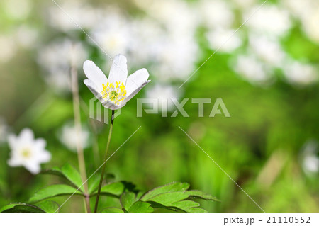 Anemone sylvestris in spring forest Anemone sylvestris in spring forest 21110552