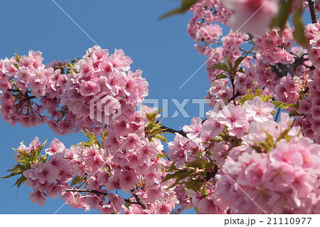 寒緋桜 寒緋桜 21110977