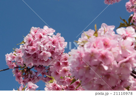 寒緋桜 寒緋桜 21110978
