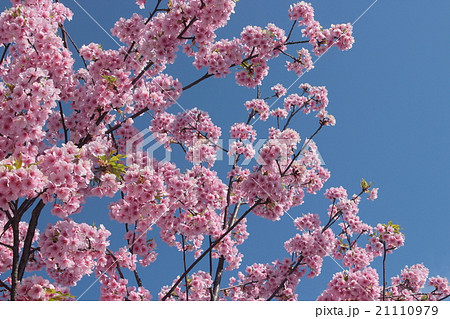 寒緋桜 寒緋桜 21110979