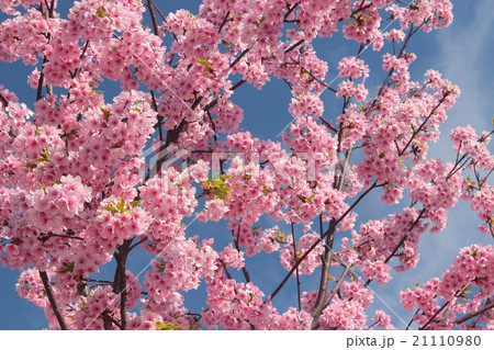 寒緋桜 寒緋桜 21110980