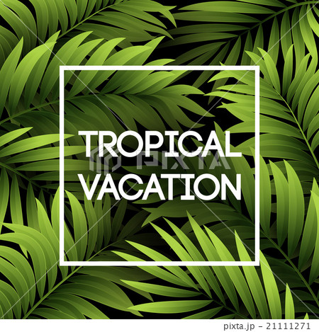 Summer tropical background of palm leaves Summer tropical background of palm leaves 21111271