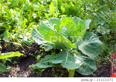 Cabbage on beds in the garden Cabbage on beds in the garden 21111371