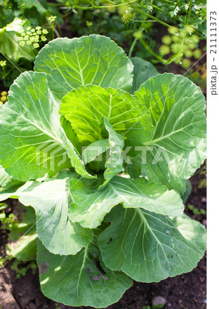 Cabbage on beds in the garden Cabbage on beds in the garden 21111373