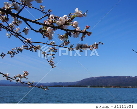海津大崎の桜 21111901