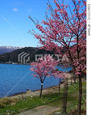 琵琶湖の桜 21111903