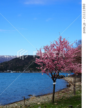琵琶湖の桜 21111960