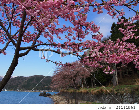 琵琶湖の桜 琵琶湖の桜 21111961