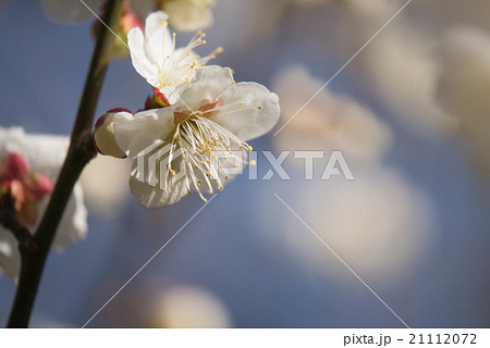 ハクバイ 21112072