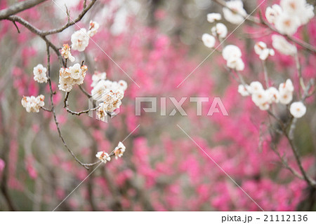 ハクバイ 21112136