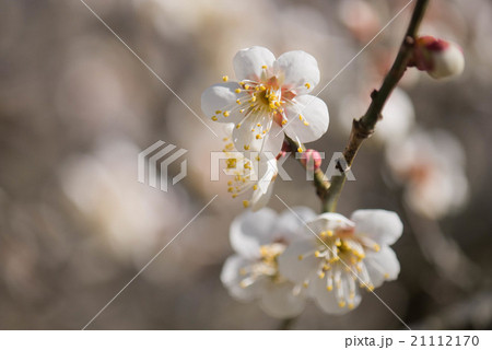 ハクバイ ハクバイ 21112170