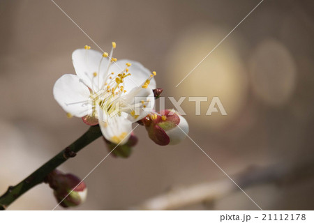 ハクバイ ハクバイ 21112178