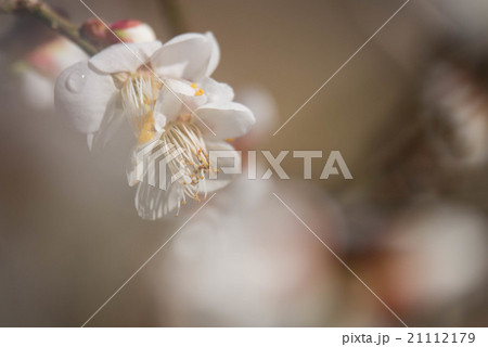 ハクバイ 21112179