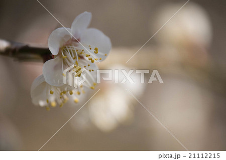 ハクバイ 21112215