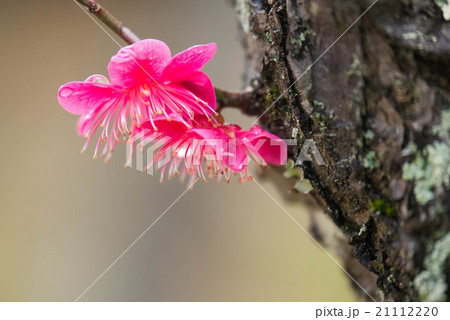 コウバイ 21112220