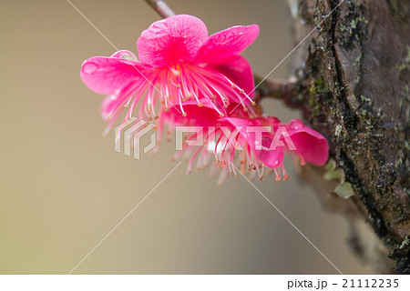 コウバイ 21112235