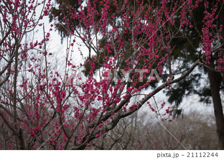 コウバイ 21112244