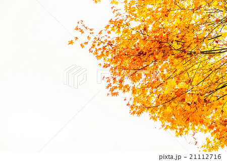 Beautiful Colorful Autumn Leaves 21112716