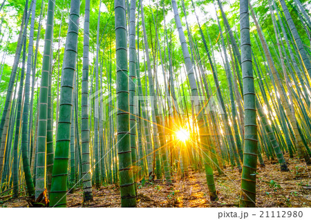 Bamboo forest with sunny in morning 21112980