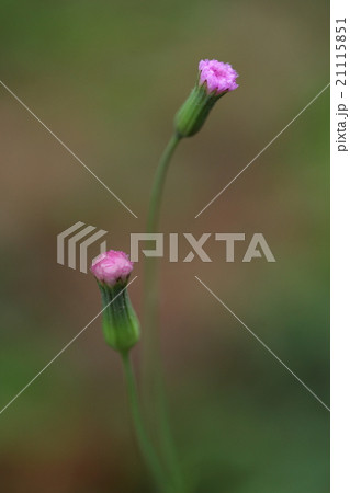 自然　植物　ウスベニニガナ、石垣島ではあちこちに生え、つい見過ごしてしまいますがかわいい花です 21115851